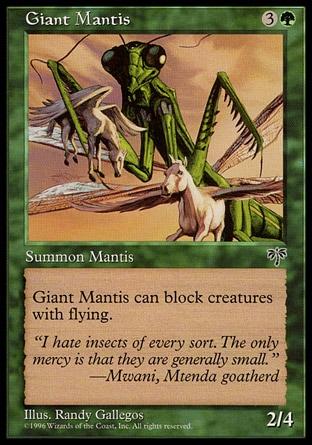 Mantídeo Gigante / Giant Mantis