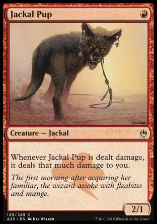 Filhote de Chacal / Jackal Pup