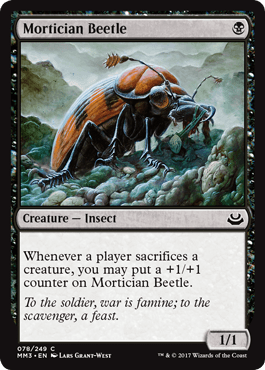 Besouro Coveiro / Mortician Beetle
