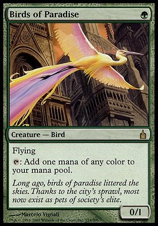 Aves do Paraíso / Birds of Paradise