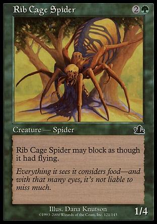Aranha Torácica / Rib Cage Spider