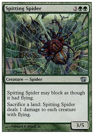 Aranha Cuspideira / Spitting Spider