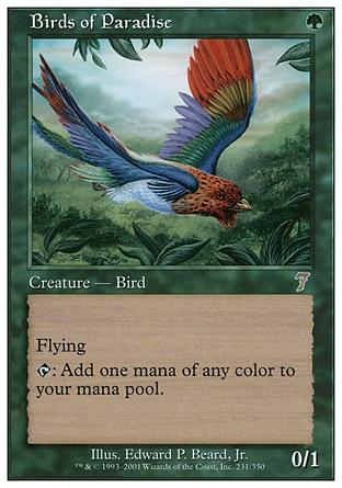 Aves do Paraíso / Birds of Paradise
