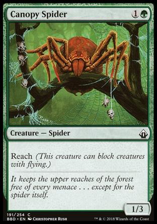 Aranha Baldaquina / Canopy Spider