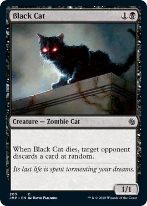 Gato Preto / Black Cat