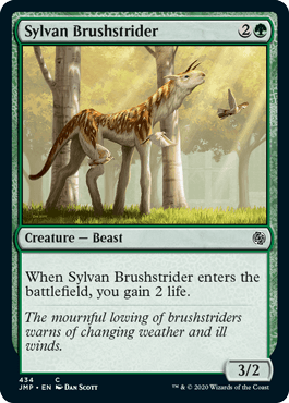 Salta-mato Silvestre / Sylvan Brushstrider