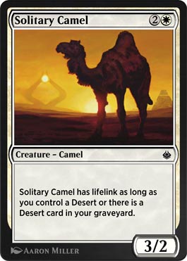 Camelo Solitário / Solitary Camel