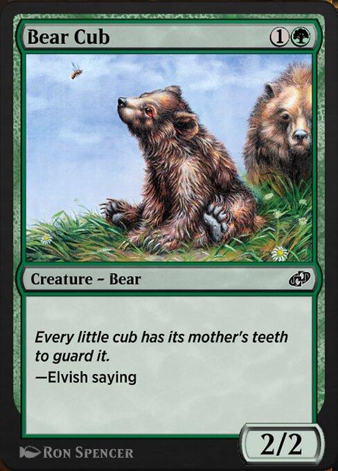 Filhote de Urso / Bear Cub
