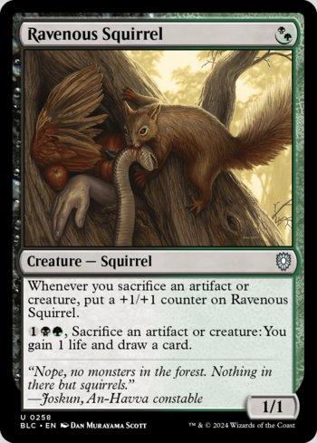 Esquilo Voraz / Ravenous Squirrel