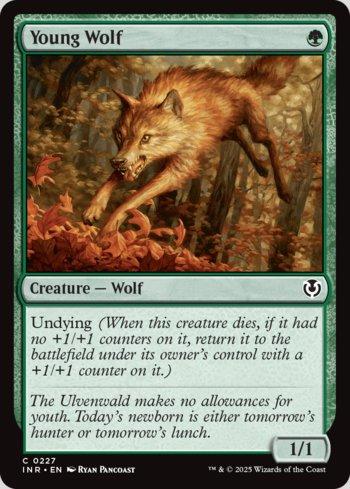 Lobo Jovem / Young Wolf
